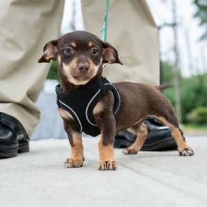 Puppy Presley. Photo by Mark Kopko Photography.