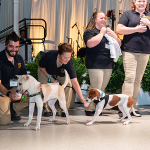 ARF staff with animal as they enjoy their pup cups to celebrate 50 years of rescue. Photo by Mark Kopko Photography.