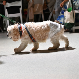 ARF\'s senior Cocker Spaniel Jeter in the Parade of Animals. Photo by Andrew Werner.