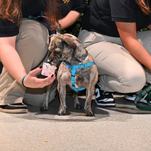 Barney enjoys his treat! Photo by Andrew Werner.