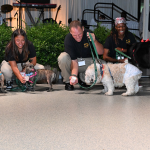 ARF dogs get a 50th anniversary treat...pup cups! Photo by Andrew Werner.