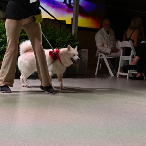 Freya in the Parade of Animals. Photo by Andrew Werner.