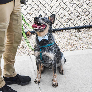 ARF trainer Veronica Grzybowska with Sparky. Photo by Kristin L. Gray Photography.