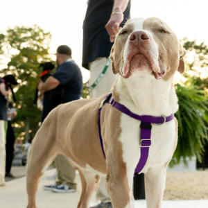 Tango enjoying the evening! Photo by Mark Kopko Photography.