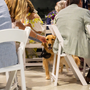 Murphy during the Parade of Animals. Photo by  Mark Kopko Photography.