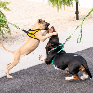 The pups were having a blast! Photo by Mark Kopko Photography.