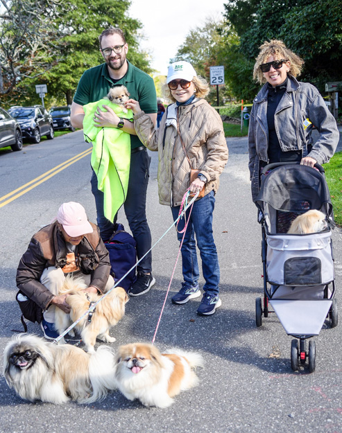 Walking with a pack of Pekingese.