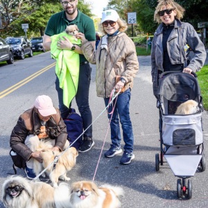 Walking with a pack of Pekingese.