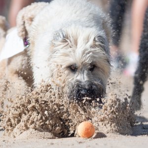 Fetch on the beach with friends. Photo by Craig Macnaughton.