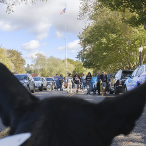 Dogs eye view. Photo by Mariana Vincenti.