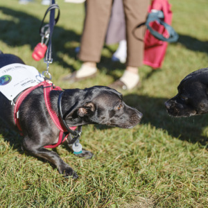 Seeing old friends at the dog walk.  Photo by Zack Pintchik.