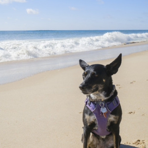 Dog on the beach. Photo by Mariana Vincenti.