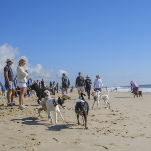 Frolicking on the beach. Photo by Mariana Vincenti.