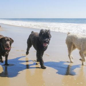 Big dogs on the beach. Photo by Mariana Vincenti.