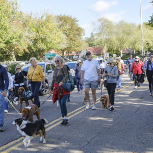 Dogs and humans walking. Photo by Zack Pintchik.