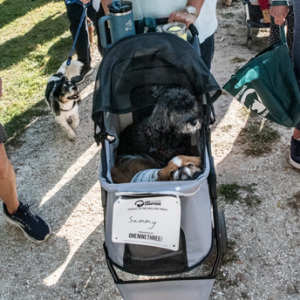 Walking is not required. Photo by Kristin L. Gray Photography.