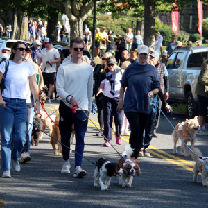 Dog Walk in action! Photo by Lisa Tamburini.