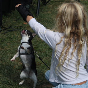 Stupid Pet Tricks contes! Photo by Durell Godfrey.