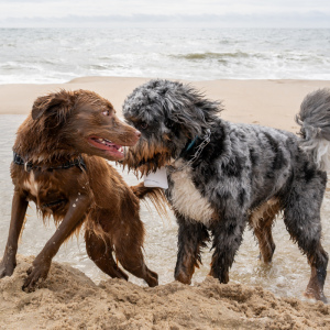 Dogs on the beach. Photo by Mark Kopko Photography.