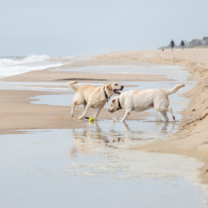 Their happy place. Photo by Mark Kopko Photography.