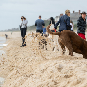 Digging for gold or maybe just a crab. Photo by Mark Kopko Photography.