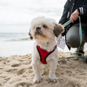 So much to smell at the beach. Photo by Mark Kopko Photography.