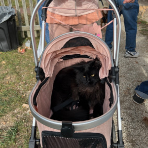 Who said the dog walk was just for dogs? 
