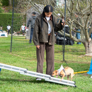 Sniffing out the agility course.  Photo by Lisa Tamburini.