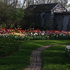 Emily's tulip garden at her home in Springs in 2012. Photo by Durell Godfrey.