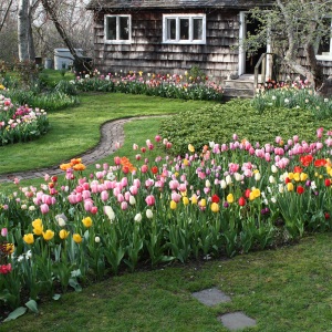 Emily's tulip garden in May 2011. 