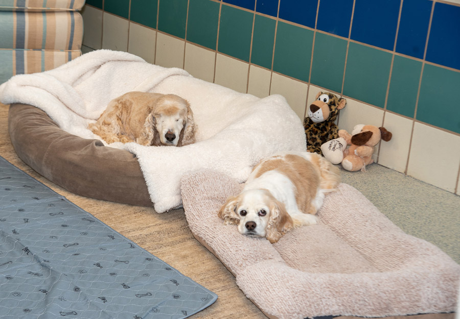 Bonded seniors Leo and Abigail have their own suite in the new kennels!