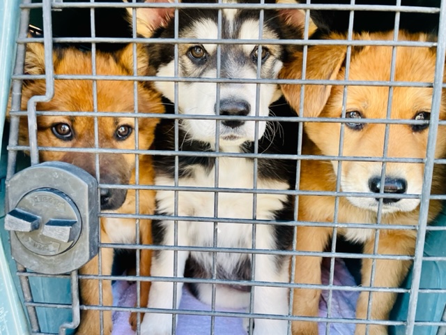Puppies are ready for transport.