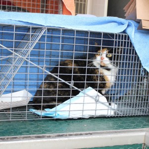 One of the 30 feral cats waiting or surgery.