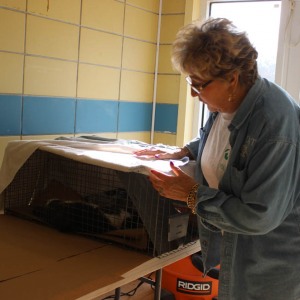 ARF and O-Cat Volunteer Vinnie Martin check on the cats in recovery.