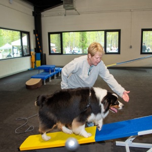 Trying out the agility course.