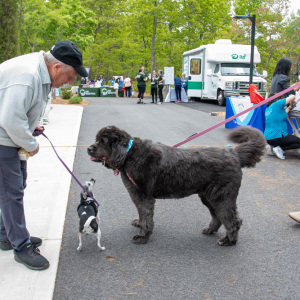 Making friends at Pet Celebration Day!  Photo by Lisa Tamburini.