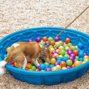 Diving for treats! Photo by Lisa Tamburini.