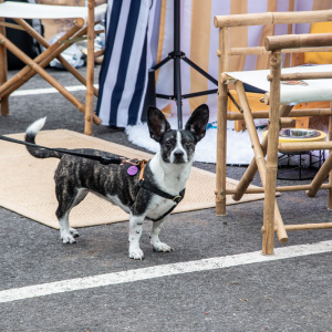 All ears! Photo by Lisa Tamburini.