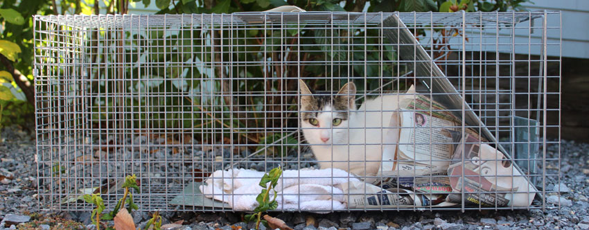 Feral Cat Trapping - Porter Pet Hospital