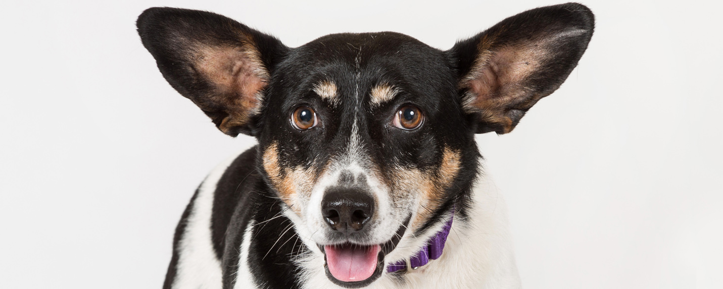 Throw Us a Bone Animal Rescue Fund of the Hamptons