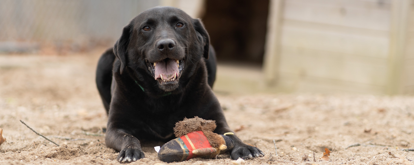 Animal Rescue Fund of the Hamptons