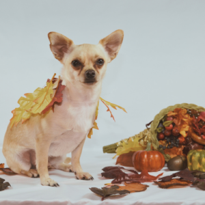 Thanksgiving Day: ARF Closed to the Public @ ARF Hamptons and ARF Thrift & Treasure Shop